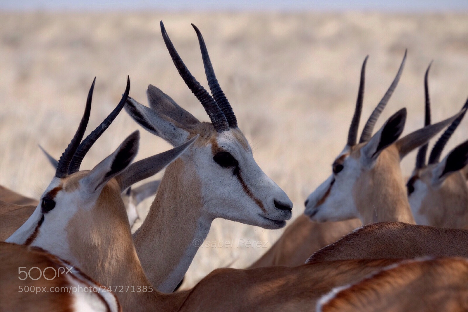 Fujifilm X-T1 sample photo. Springbok photography