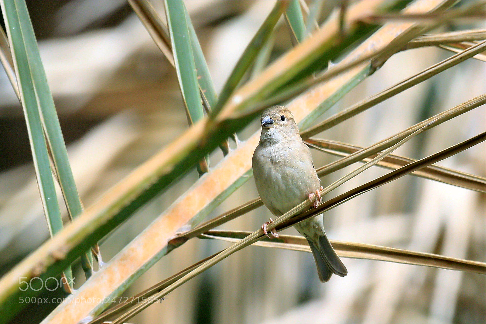 Canon EOS 7D Mark II sample photo. Untitled photography