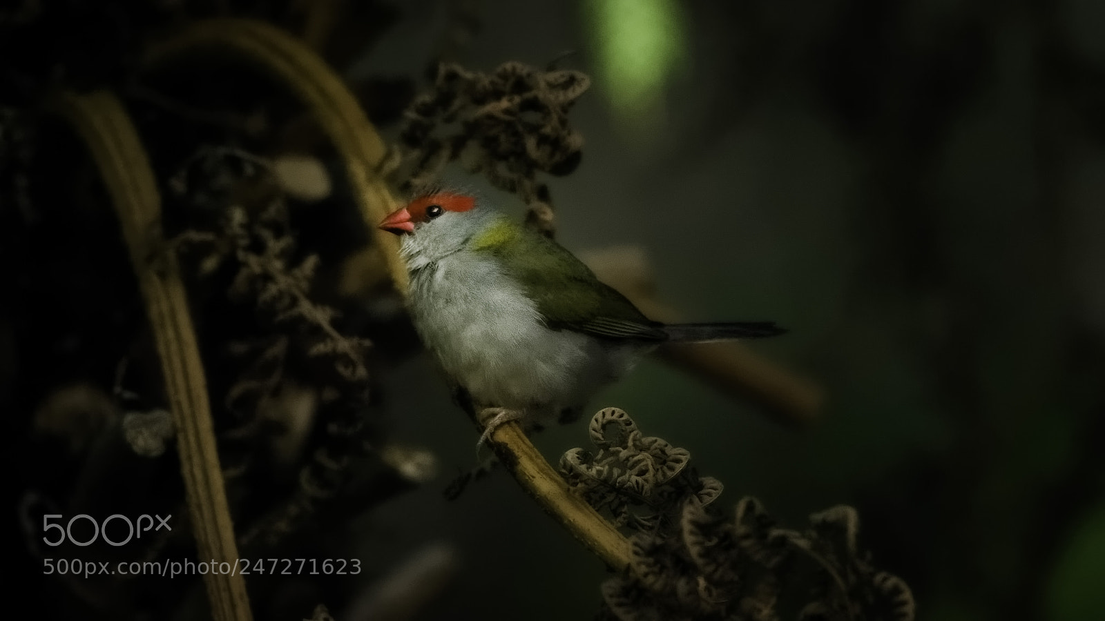 Nikon D7200 sample photo. Red browed or fire photography