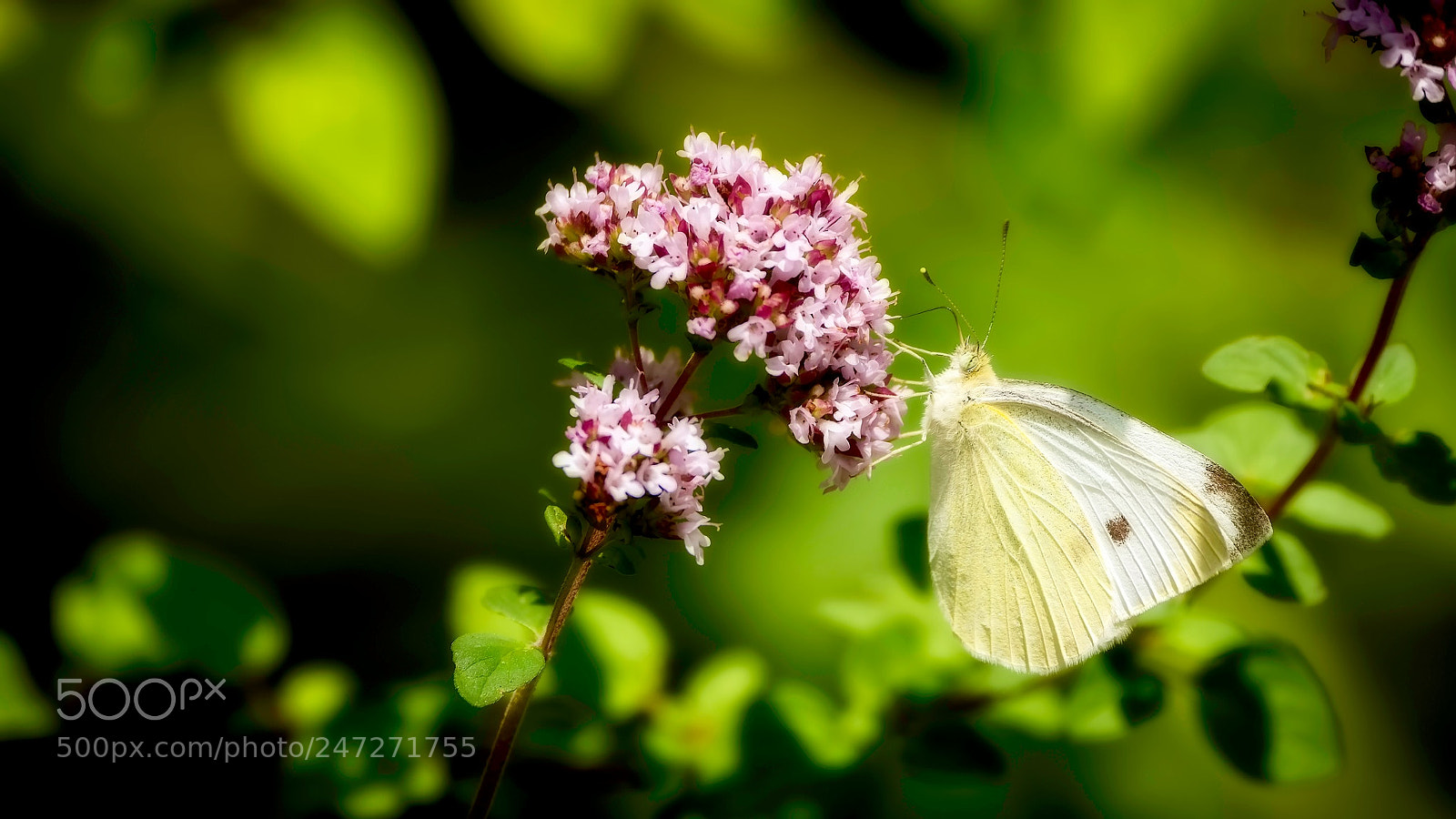 Nikon D7200 sample photo. Flutterbye photography