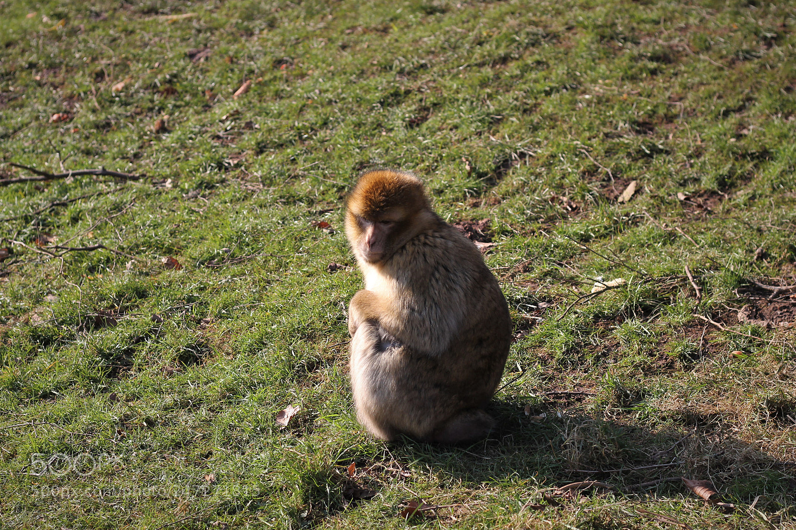 Canon EOS 1100D (EOS Rebel T3 / EOS Kiss X50) sample photo. Monkey photography