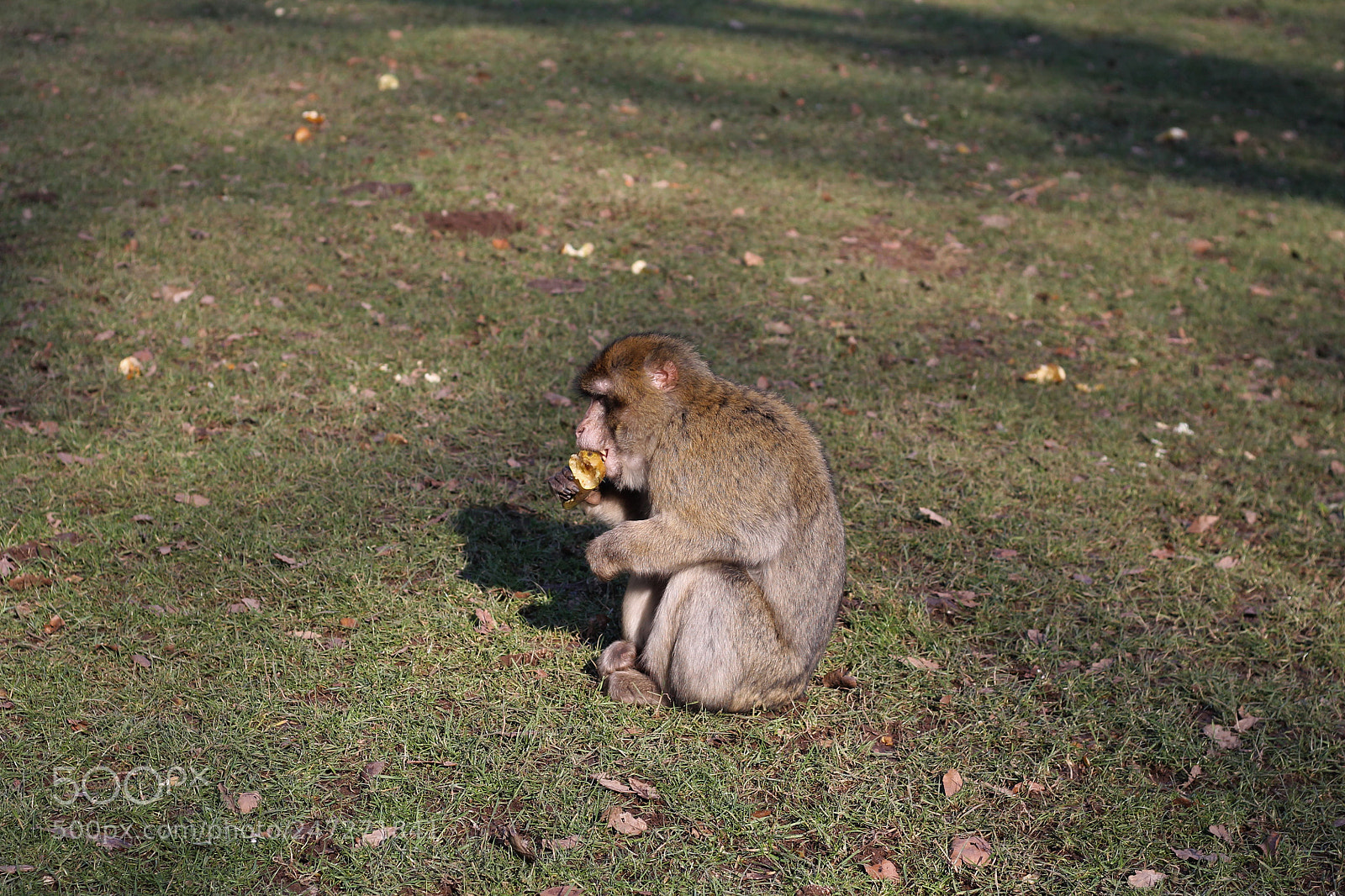 Canon EOS 1100D (EOS Rebel T3 / EOS Kiss X50) sample photo. Monkey feeding photography