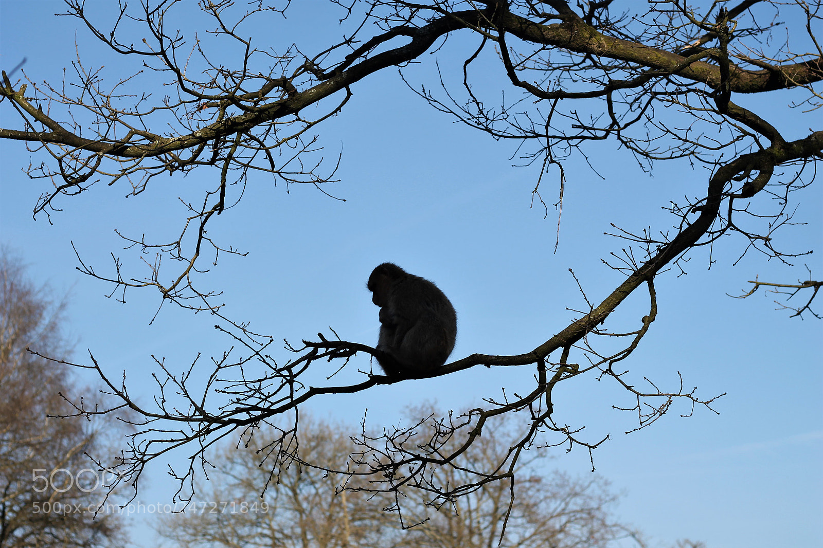 Canon EOS 1100D (EOS Rebel T3 / EOS Kiss X50) sample photo. Monkey in trees photography