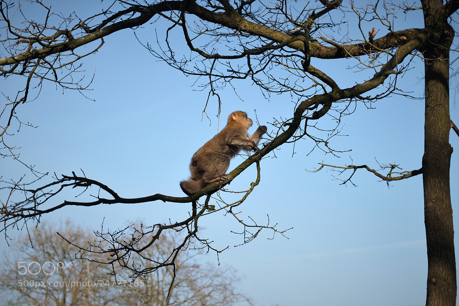 Canon EOS 1100D (EOS Rebel T3 / EOS Kiss X50) sample photo. Climbing monkey photography