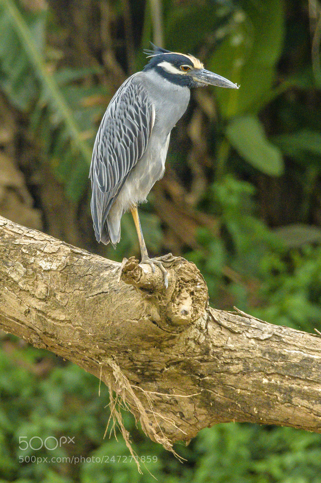 Nikon D500 sample photo. Yellow crowned night heron photography