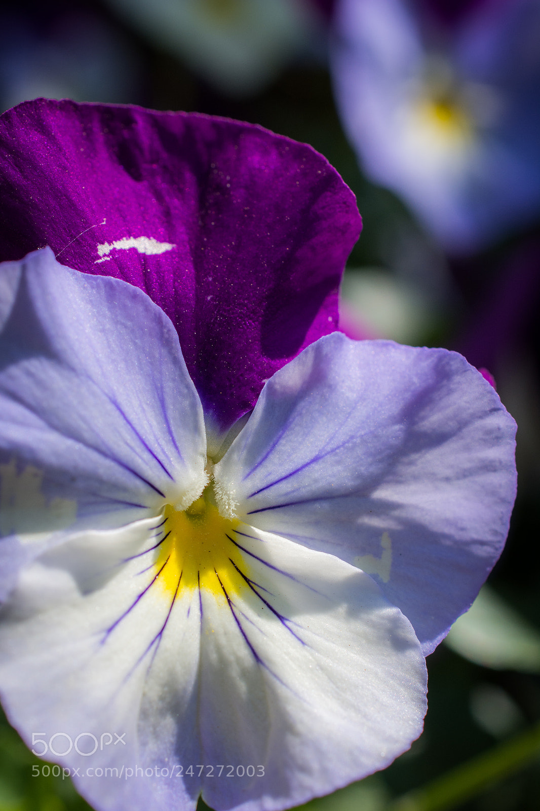 Nikon D7100 sample photo. 3444 photography