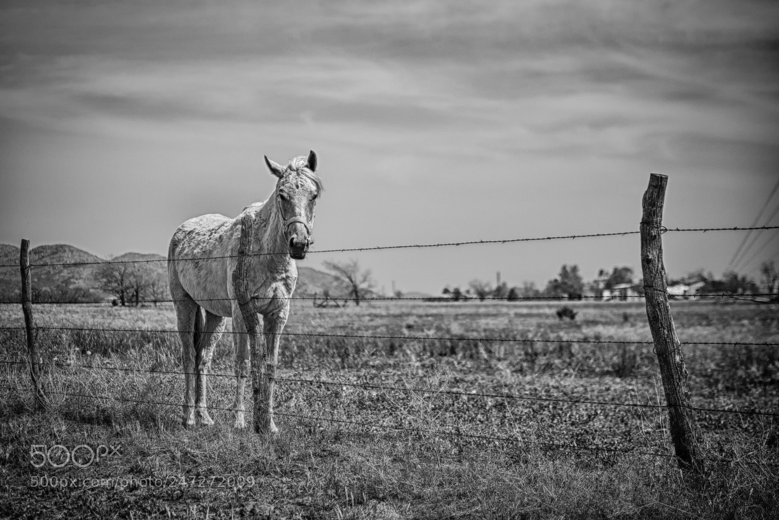 Nikon D7100 sample photo. Horse 3570 photography
