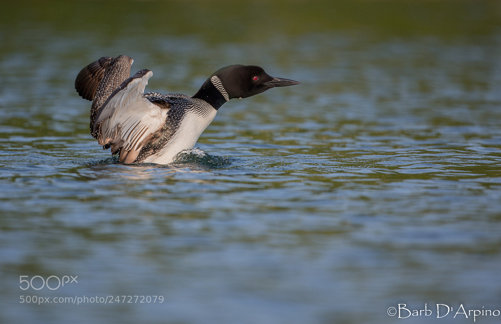 Canon EOS-1D X sample photo. Loon photography