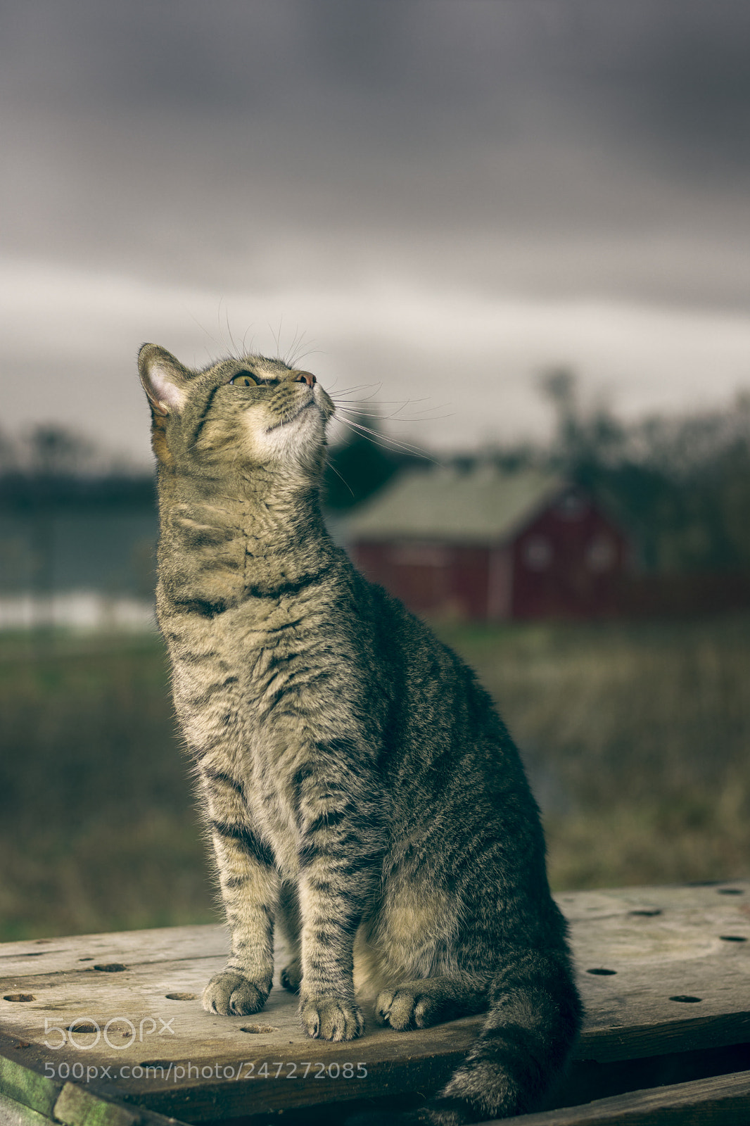 Nikon D7200 sample photo. Squirrel photography