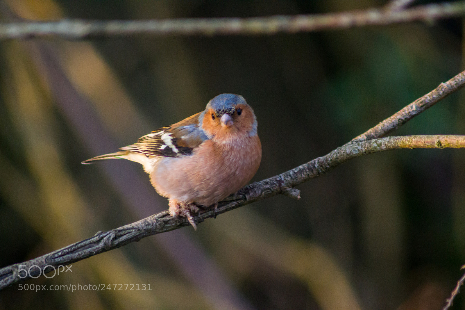 Nikon D3100 sample photo. Chaffinch photography