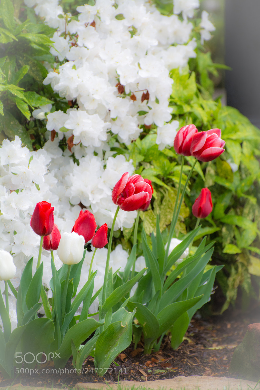Nikon D7100 sample photo. 3762 photography