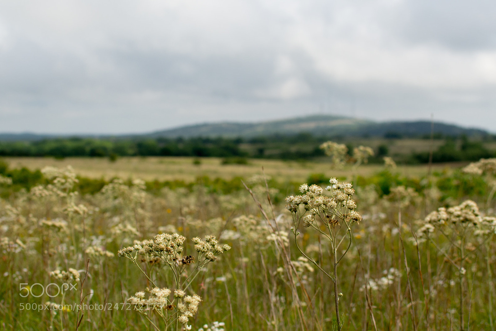 Nikon D7100 sample photo. 4058 photography