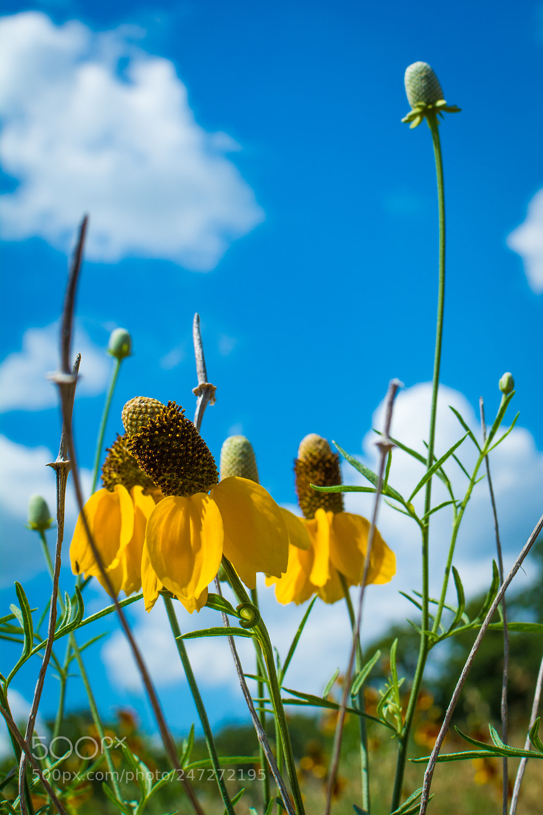 Nikon D7100 sample photo. 4129 photography