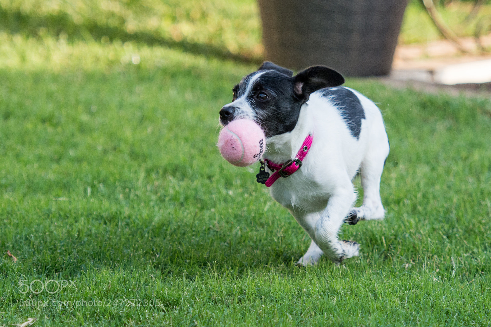 Nikon D7100 sample photo. 9155 photography