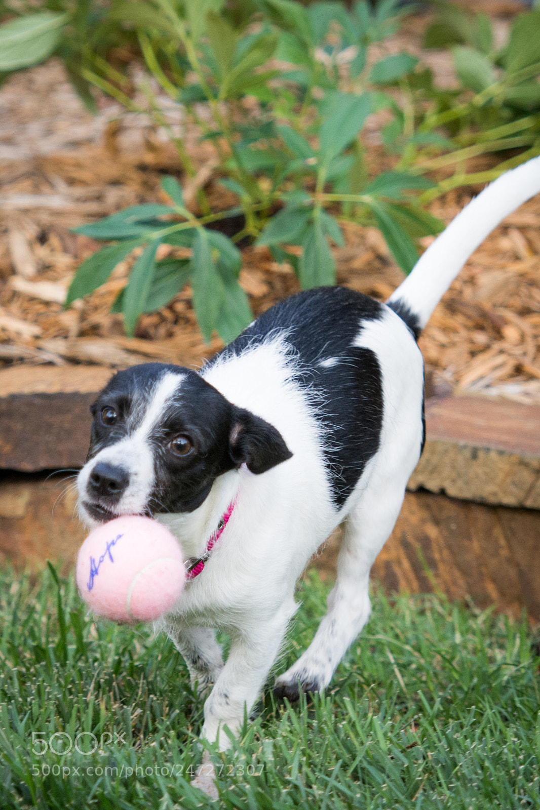 Nikon D7100 sample photo. 9159 photography