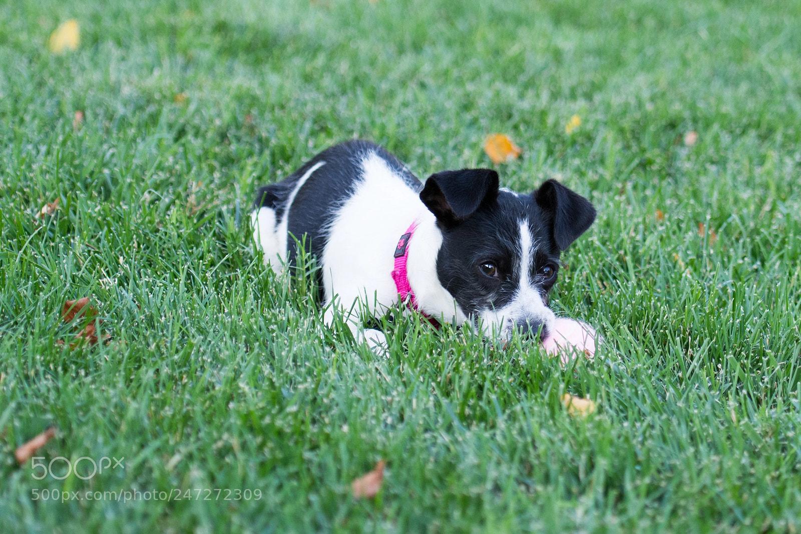 Nikon D7100 sample photo. 9184 photography