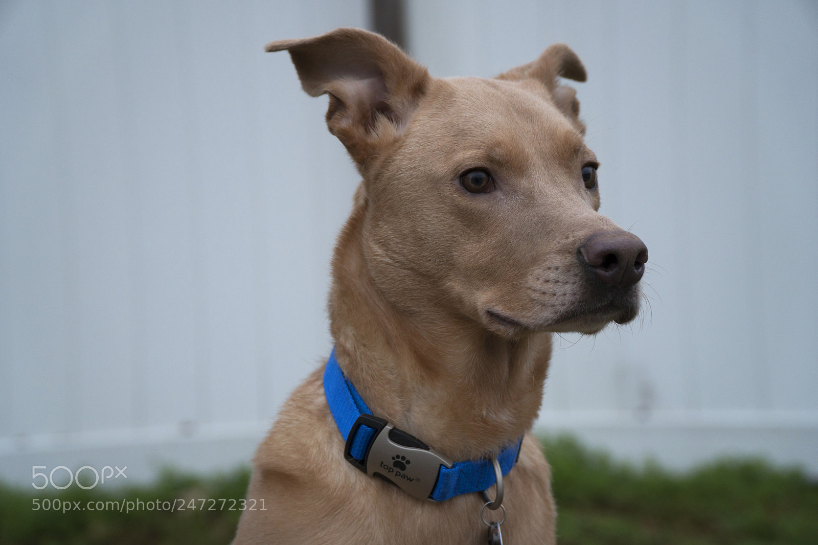 Sony a6500 sample photo. Chance photography
