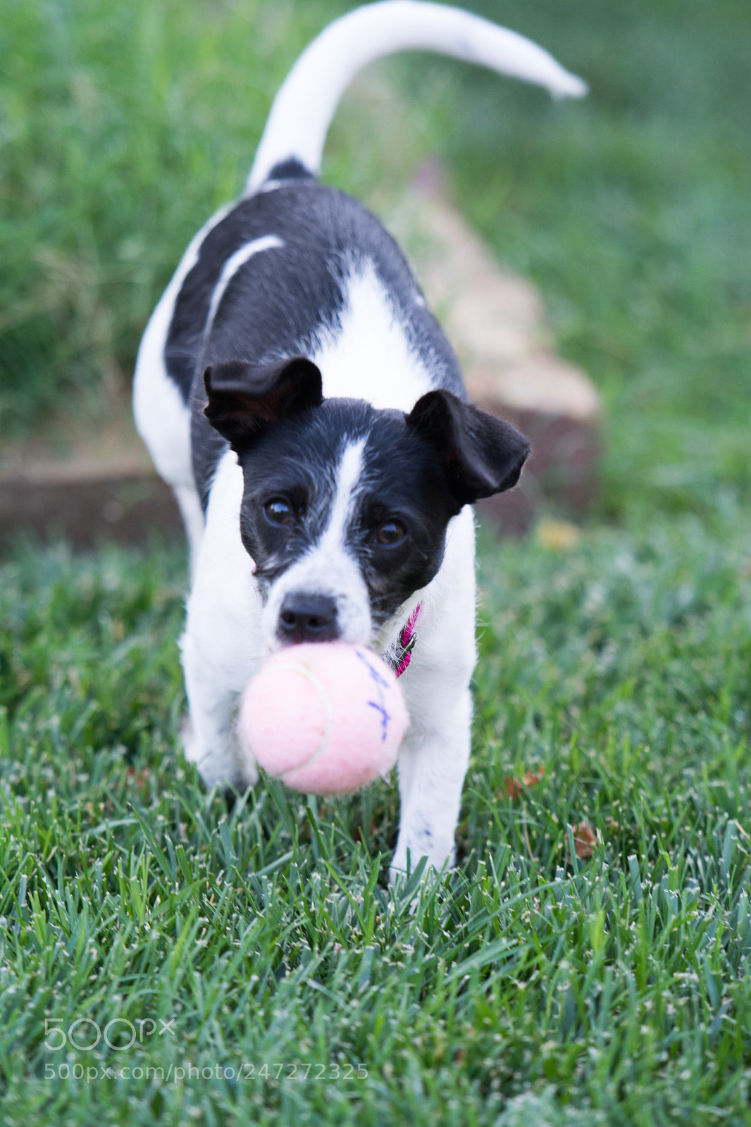 Nikon D7100 sample photo. 9190 photography