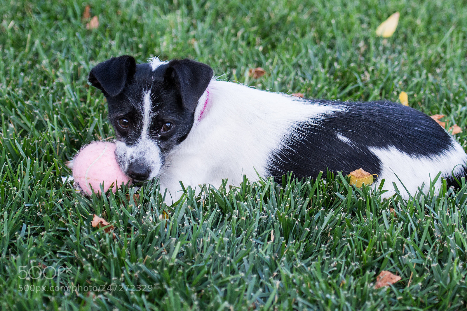 Nikon D7100 sample photo. 9187 photography