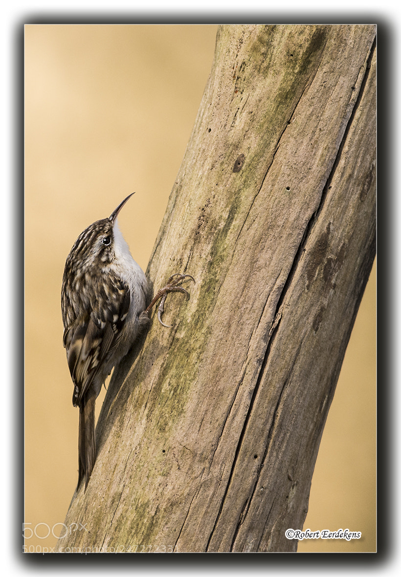 Nikon D7100 sample photo. Treecreeper photography