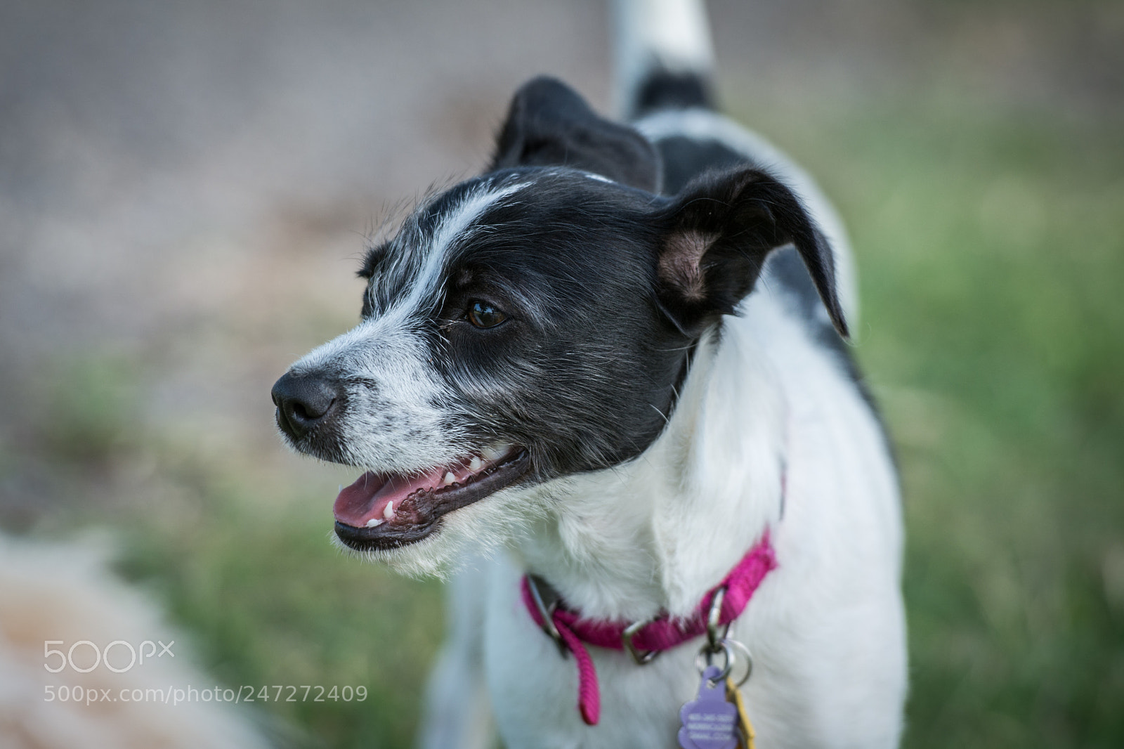 Nikon D7100 sample photo. 9481 photography