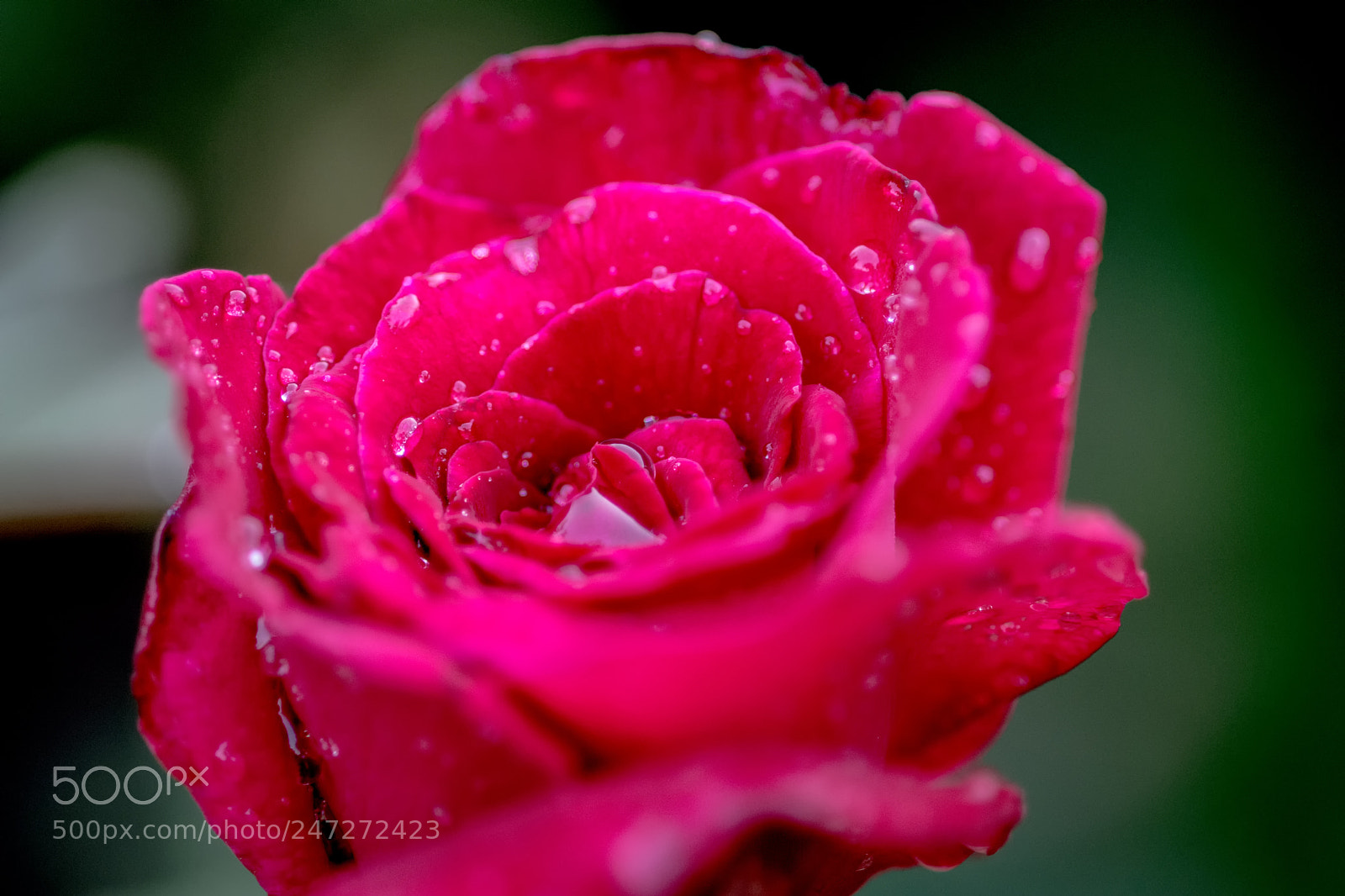Nikon D7100 sample photo. 9489 photography