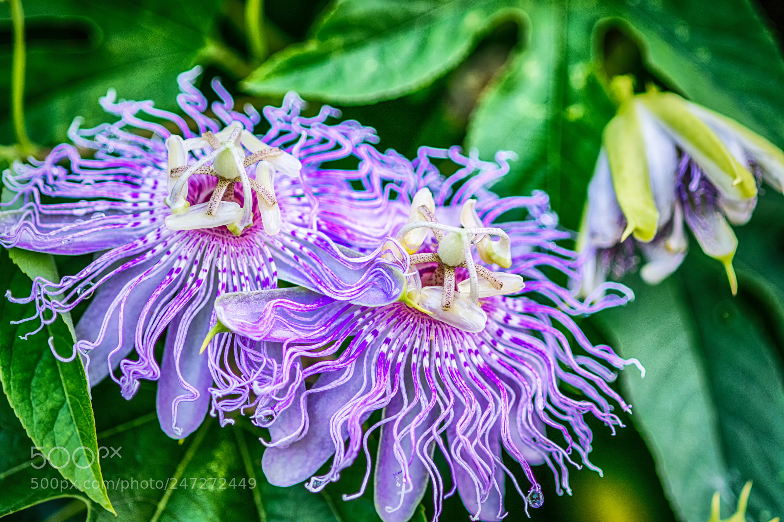 Nikon D7100 sample photo. 9495 photography