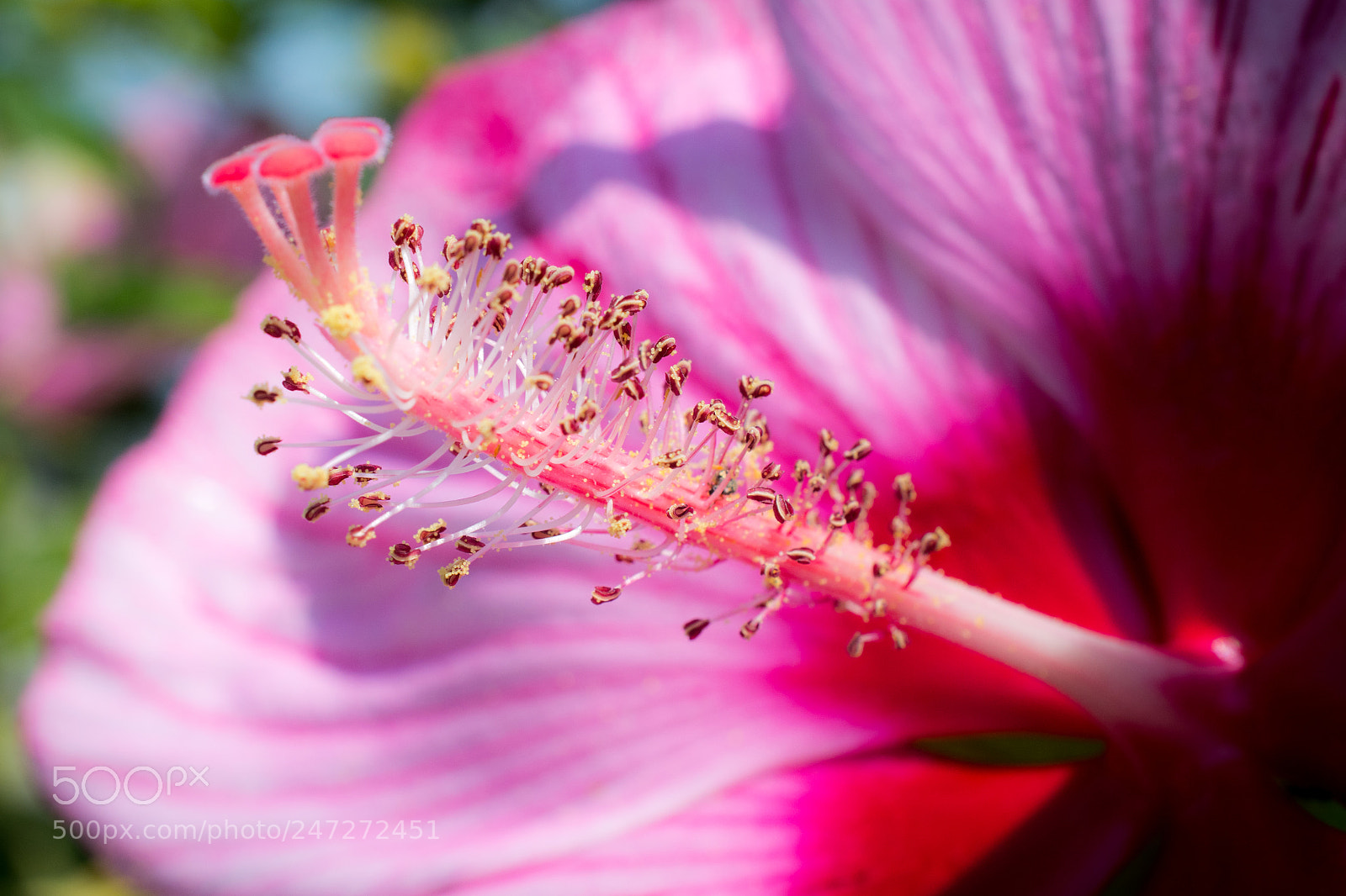 Nikon D7100 sample photo. 9546 photography