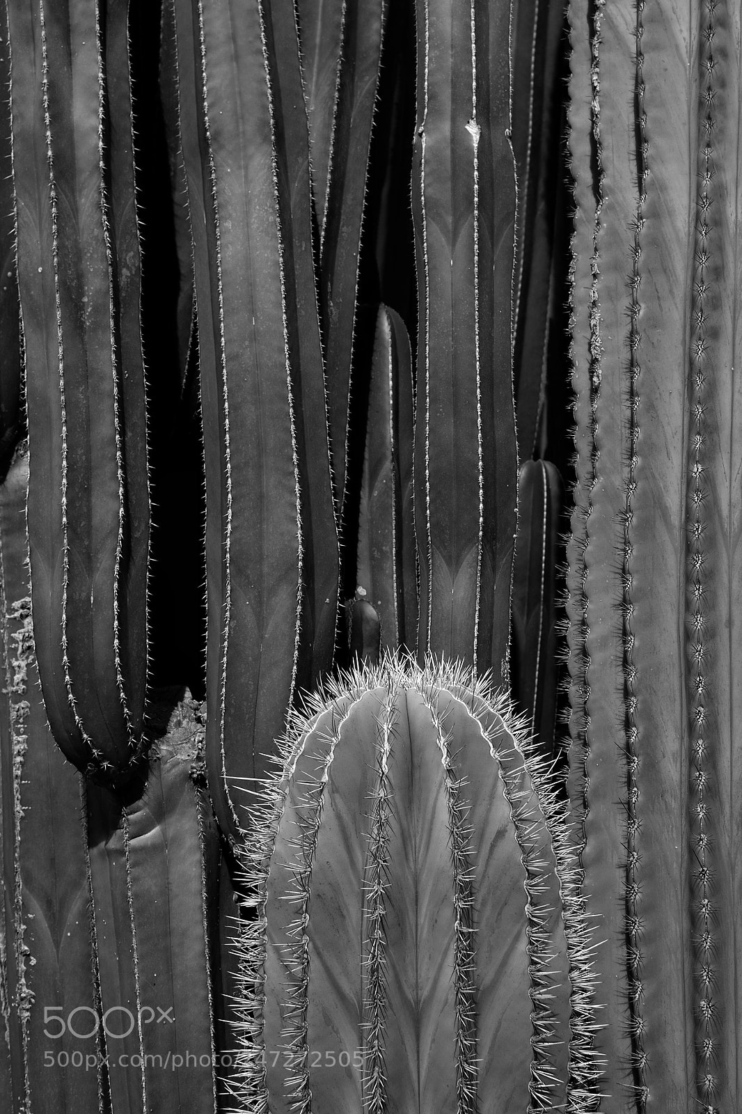 Nikon D3100 sample photo. Untitled photography