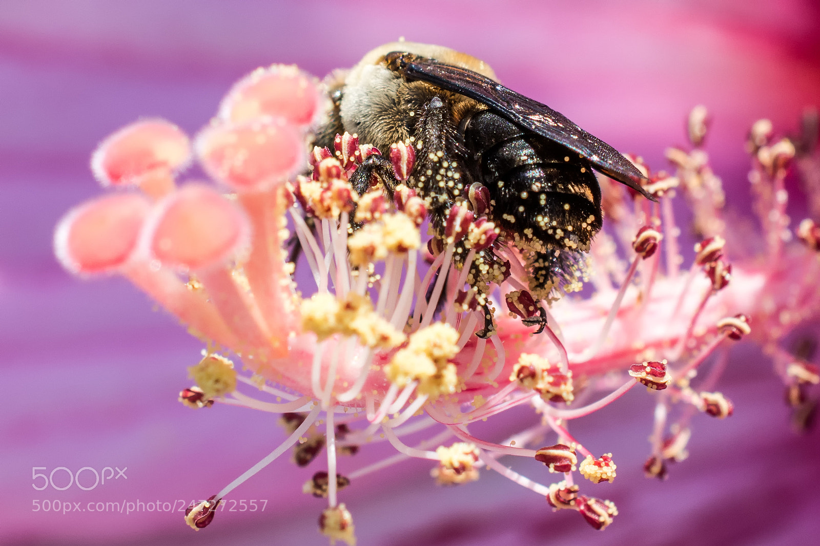 Nikon D7100 sample photo. 9550 photography