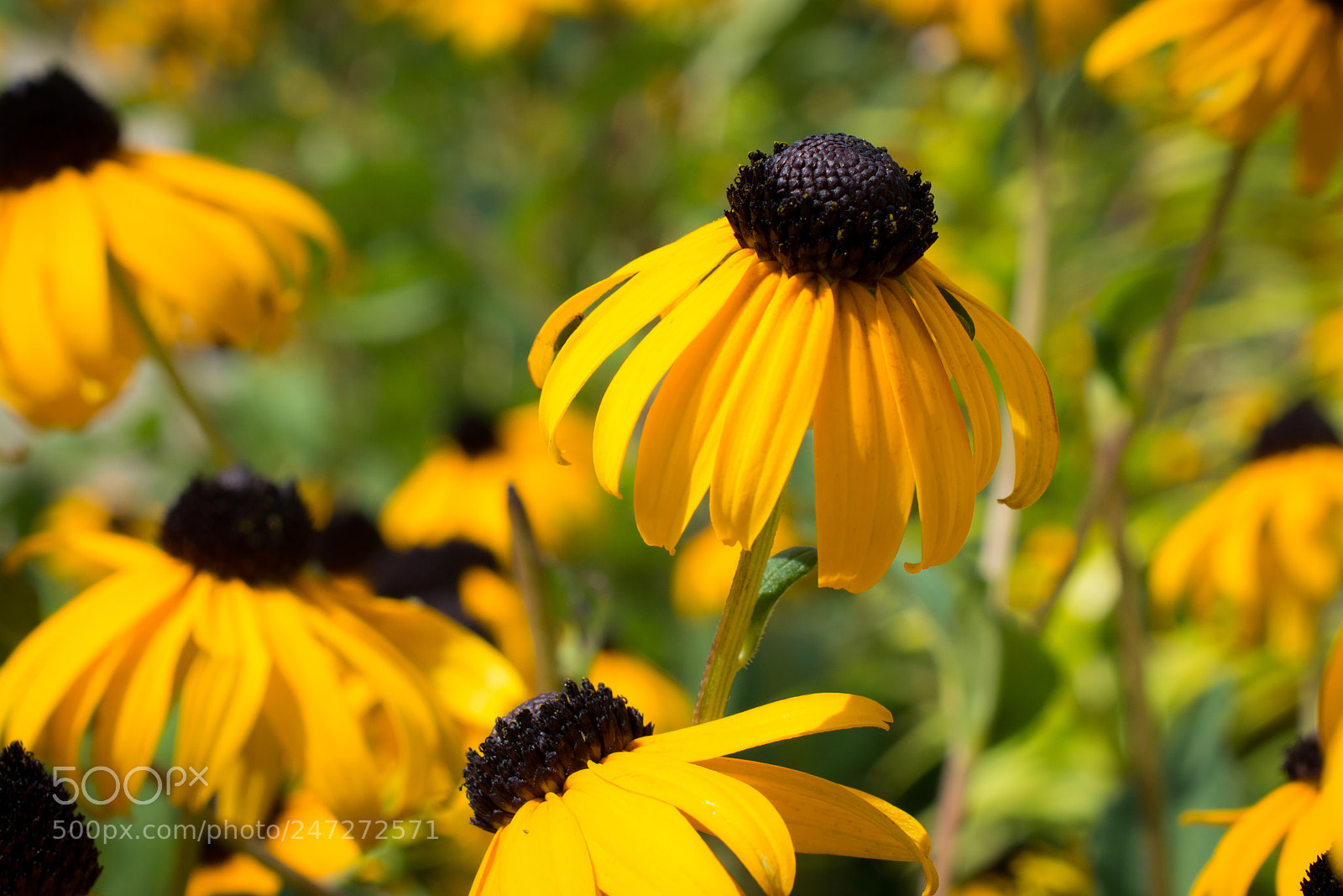 Nikon D7100 sample photo. 9598 photography