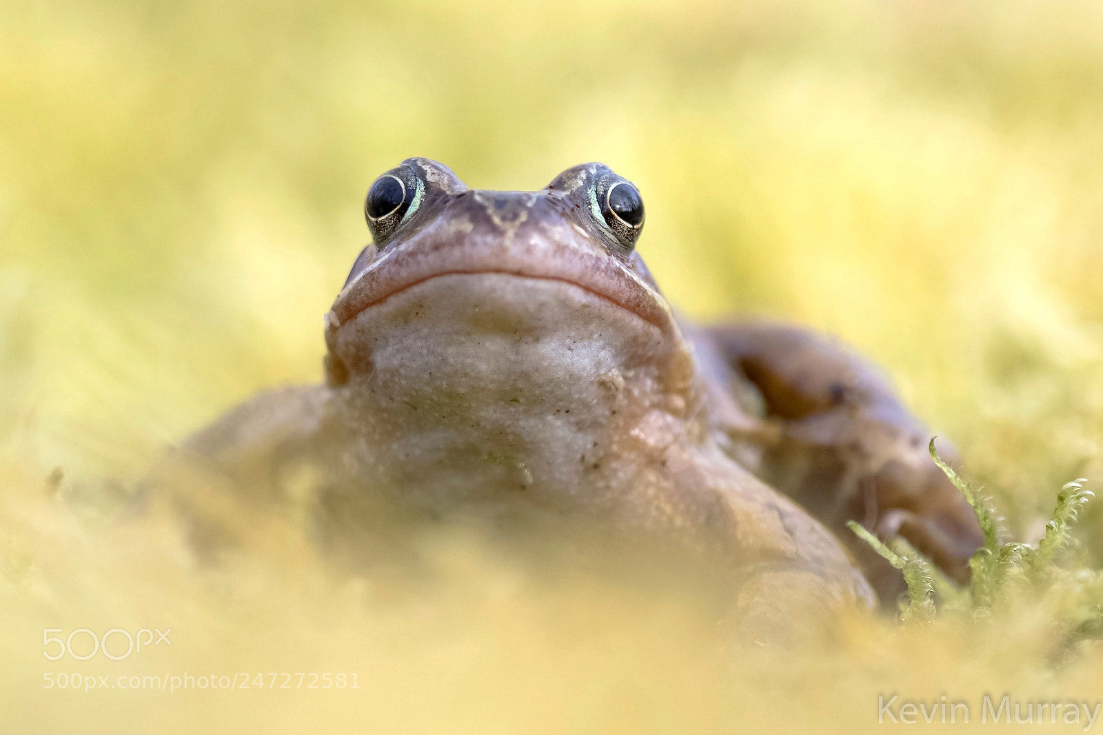 Canon EOS 7D Mark II sample photo. Common frog photography