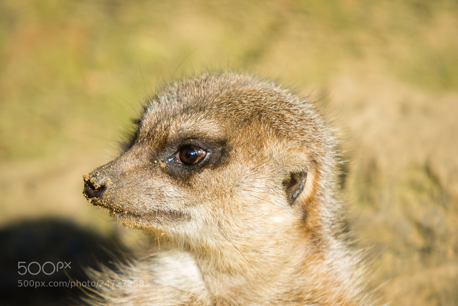 Sony SLT-A77 sample photo. Meerkat photography