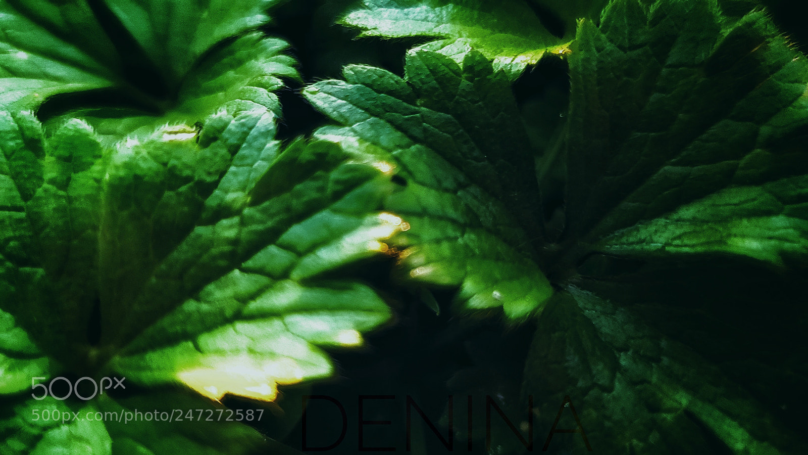 Samsung Galaxy S8 sample photo. Grreen photography