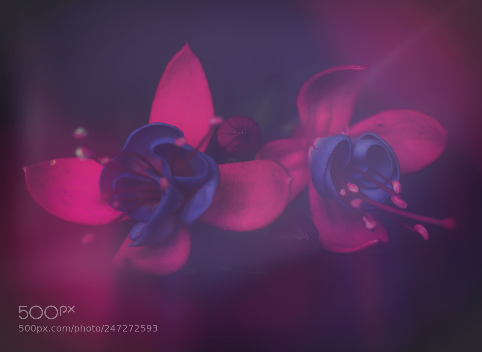 Sony a7R sample photo. Untitled photography