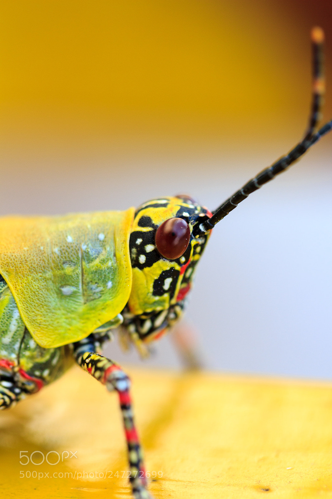 Canon EOS 550D (EOS Rebel T2i / EOS Kiss X4) sample photo. Grasshopper photography