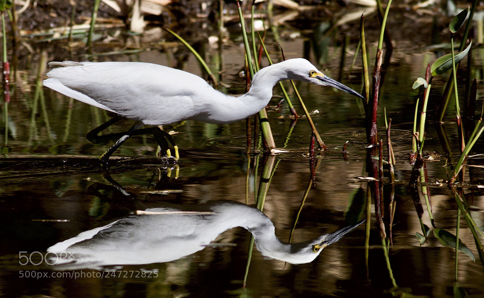 Canon EOS 80D sample photo. Egret hunting. photography