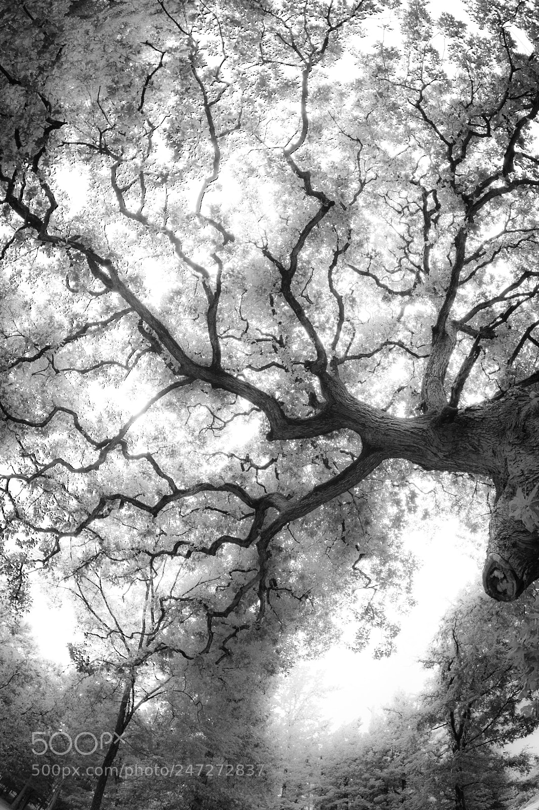 Nikon D7100 sample photo. Tree in ir photography