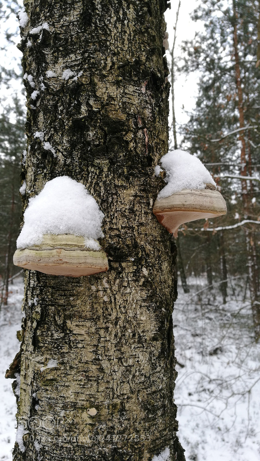 HUAWEI P9 sample photo. Winter photography