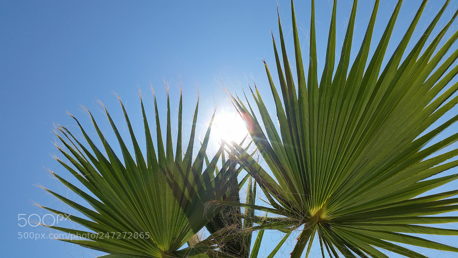 Samsung Galaxy S5 sample photo. Untitled photography