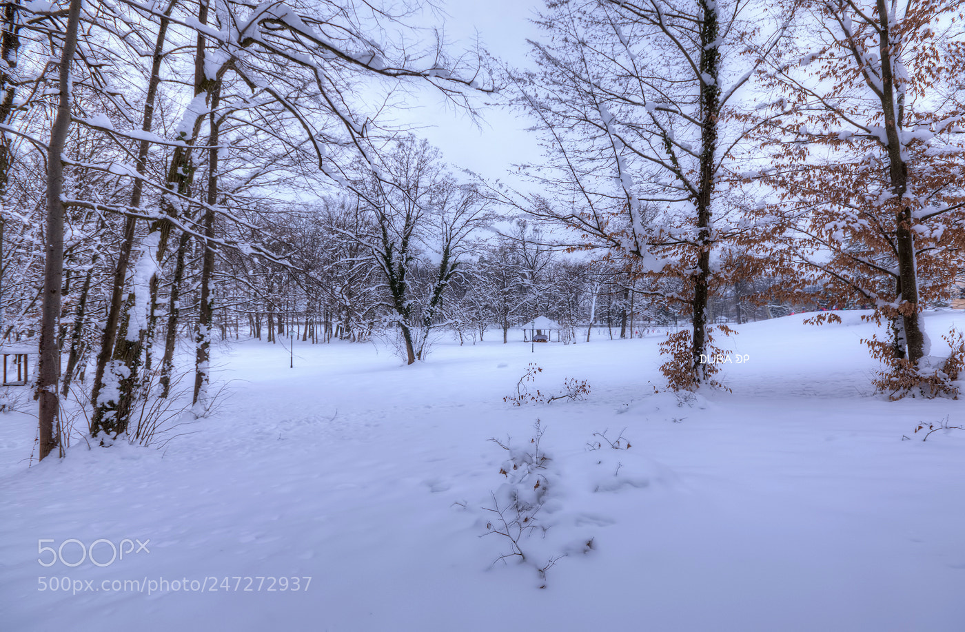 Nikon D7200 sample photo. Winter shades photography