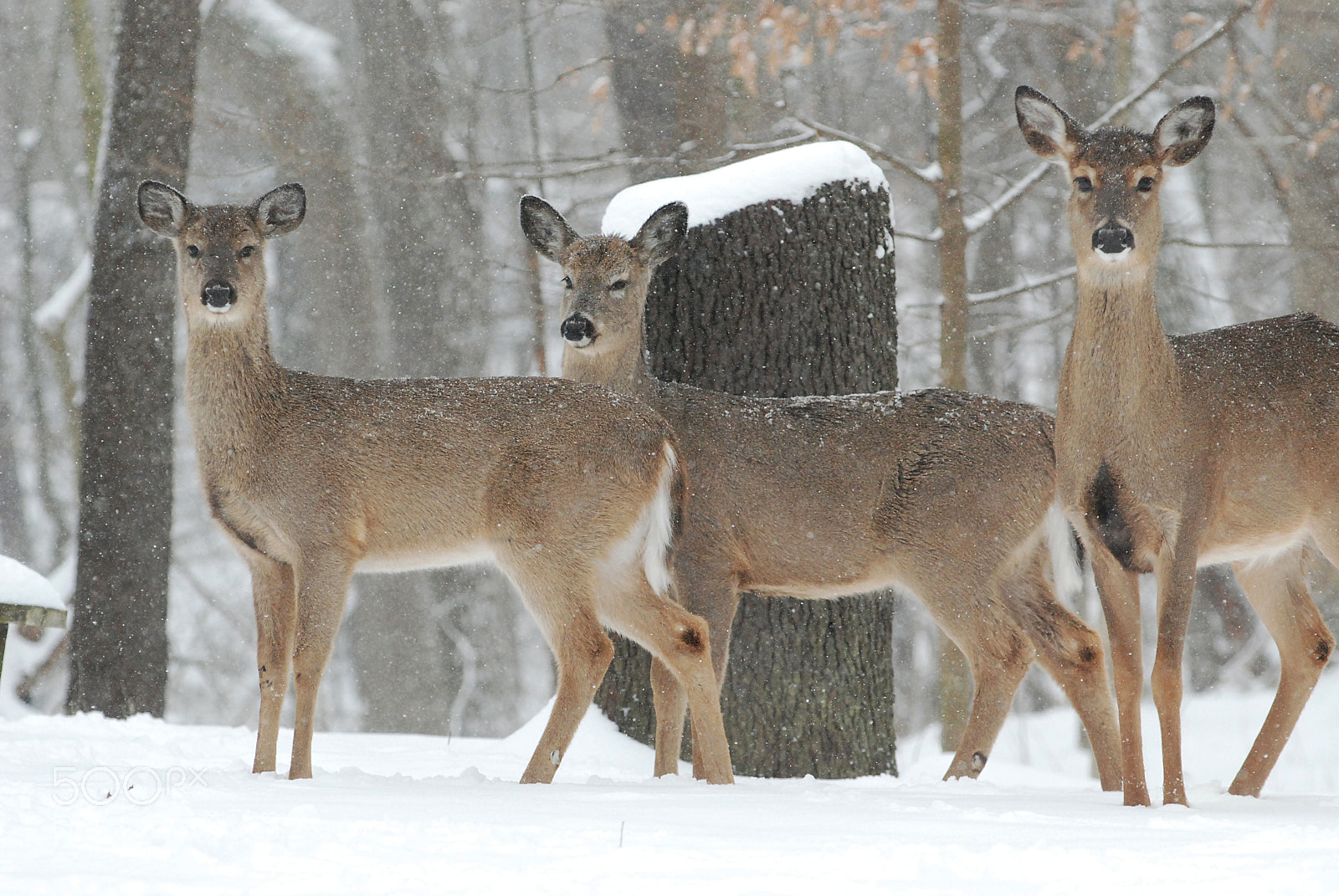 Nikon D80 sample photo. Snowing on deer photography