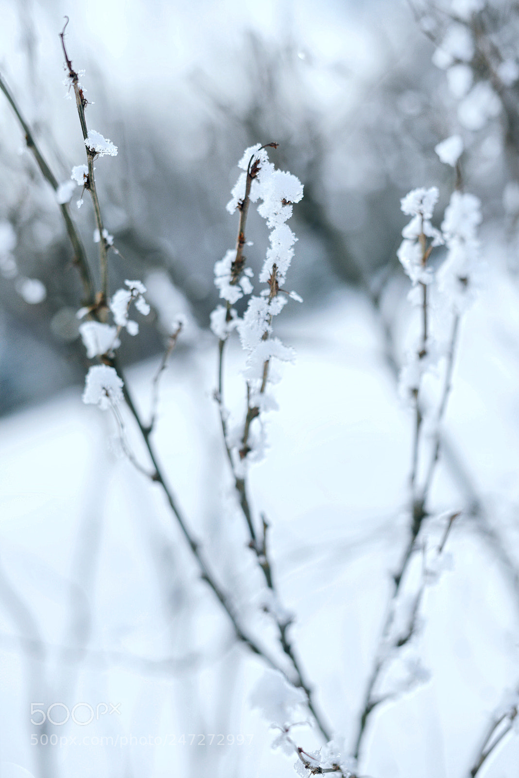 Nikon D800 sample photo. Winter color photography