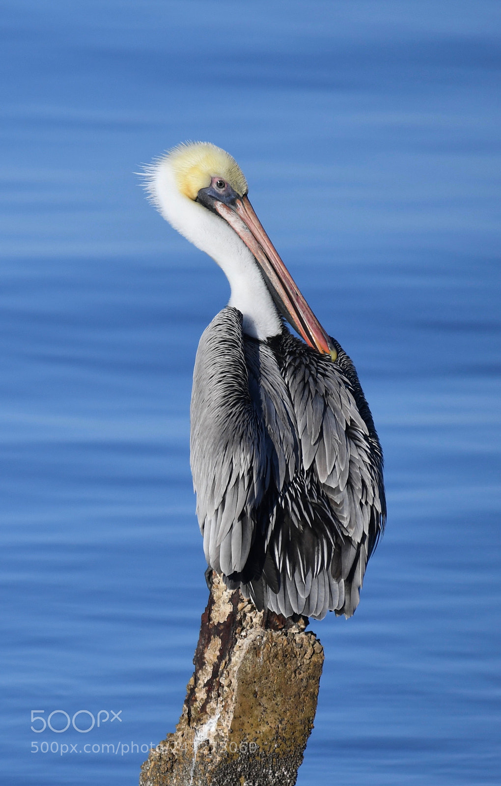 Nikon D5 sample photo. Pelican on alert photography
