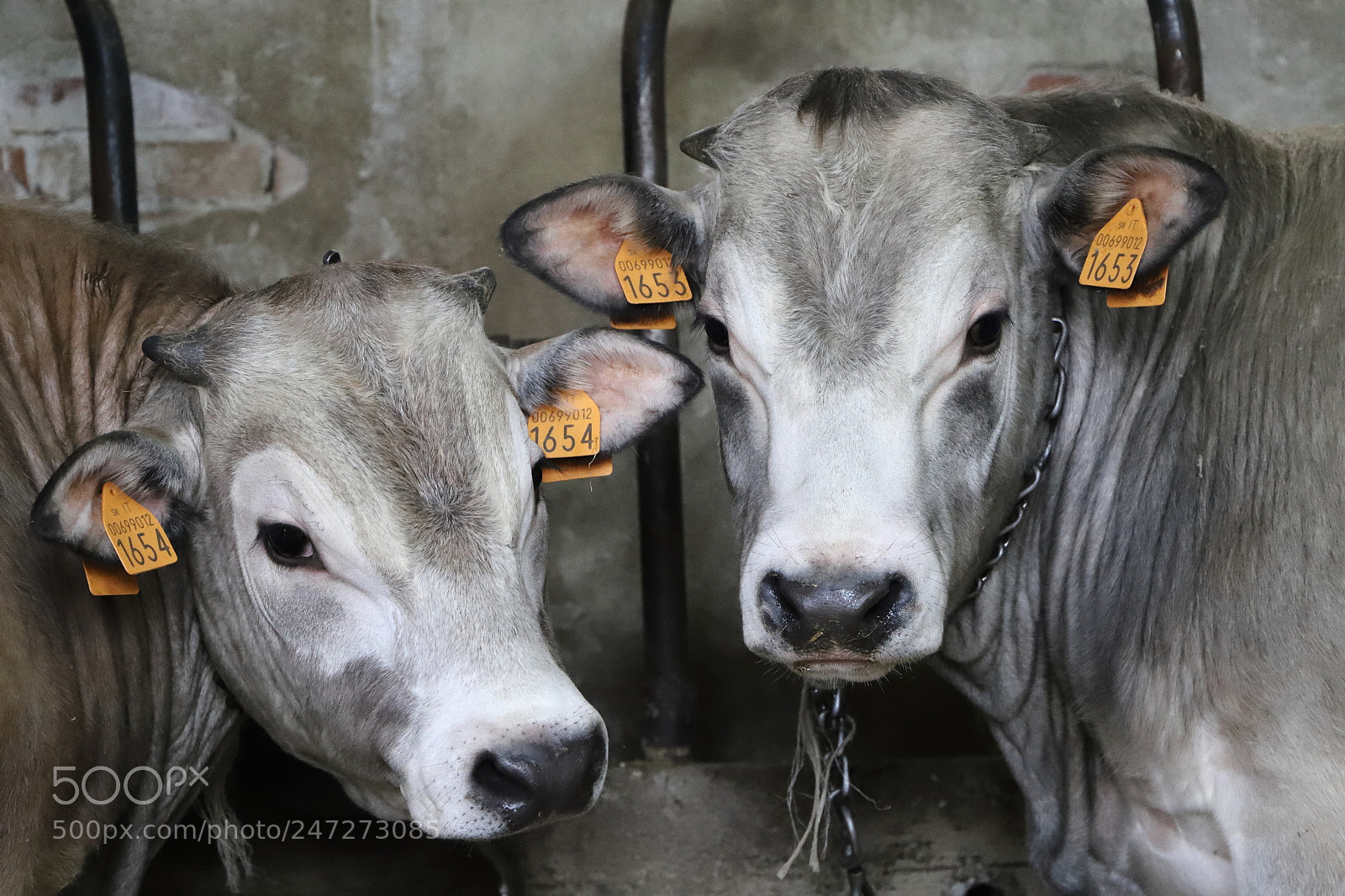 Canon EF 24-105mm F3.5-5.6 IS STM sample photo. Vitelli photography