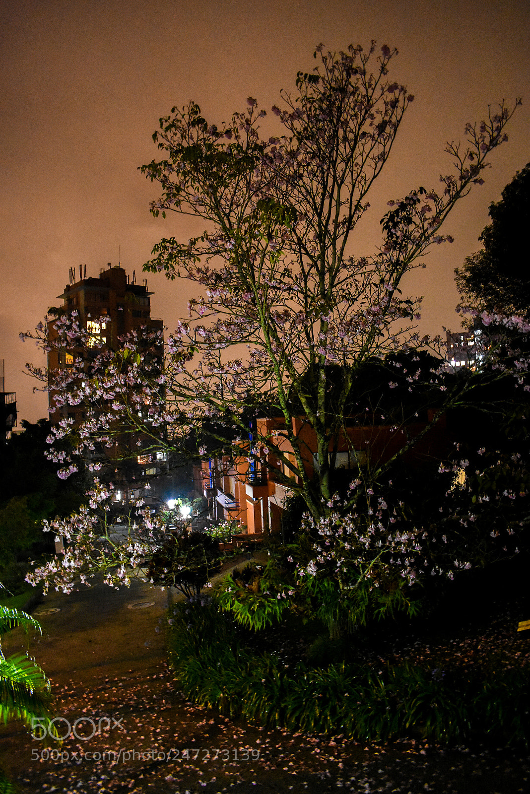 Nikon D3400 sample photo. Dsc photography