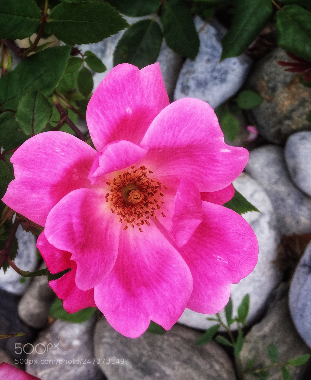 Apple iPhone 6 sample photo. Flowers photography
