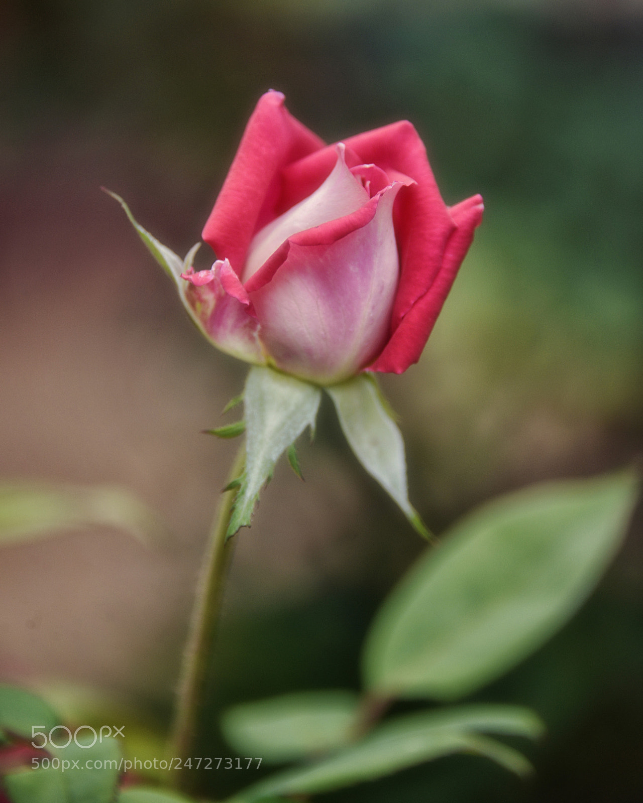 Nikon D800E sample photo. The last rose of photography
