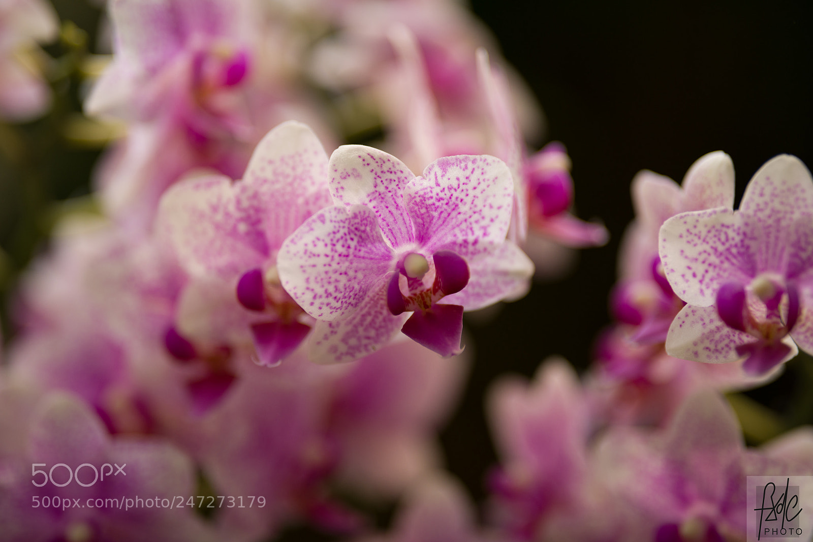 Nikon D850 sample photo. D photography