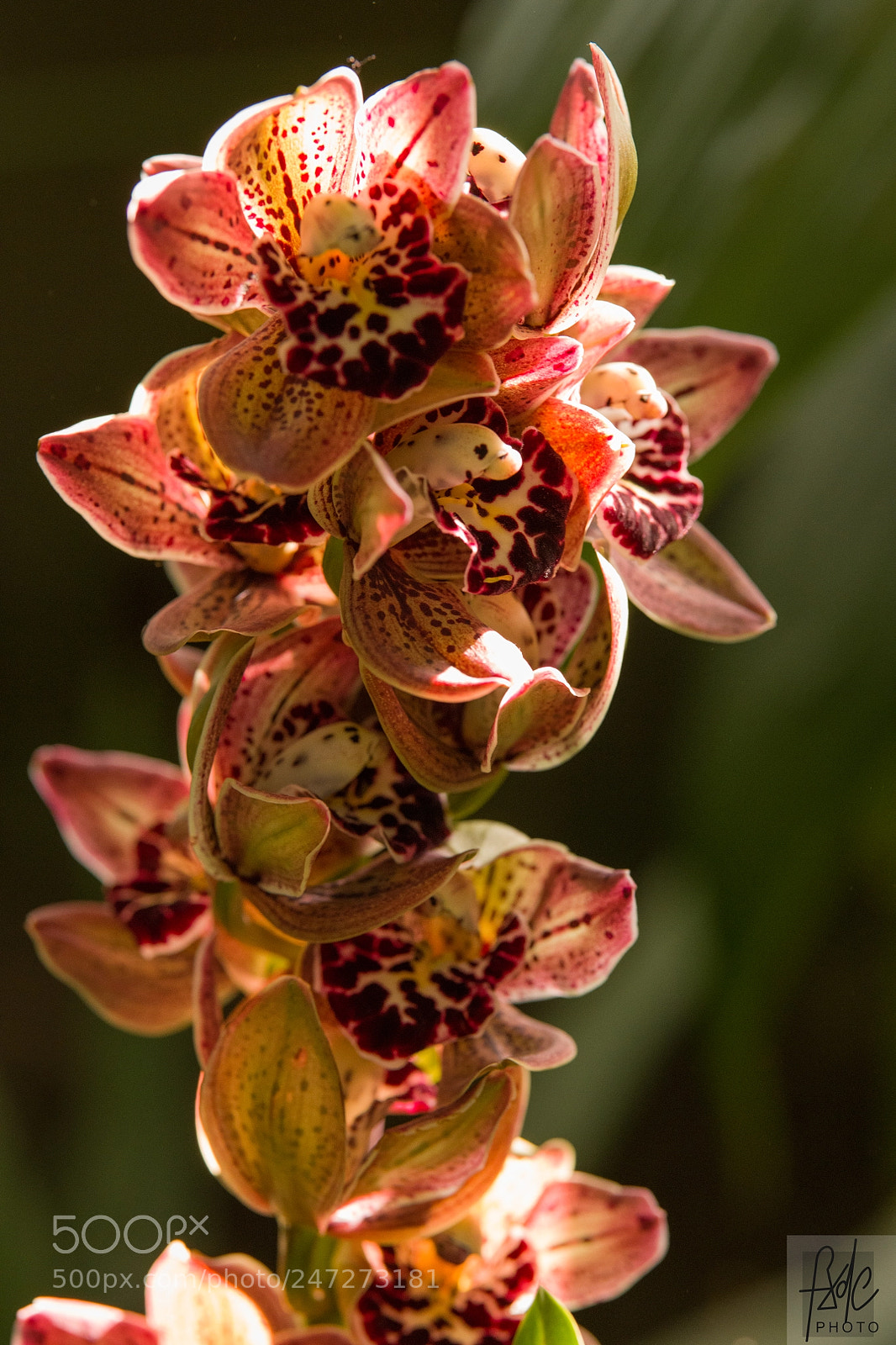 Nikon D850 sample photo. D photography
